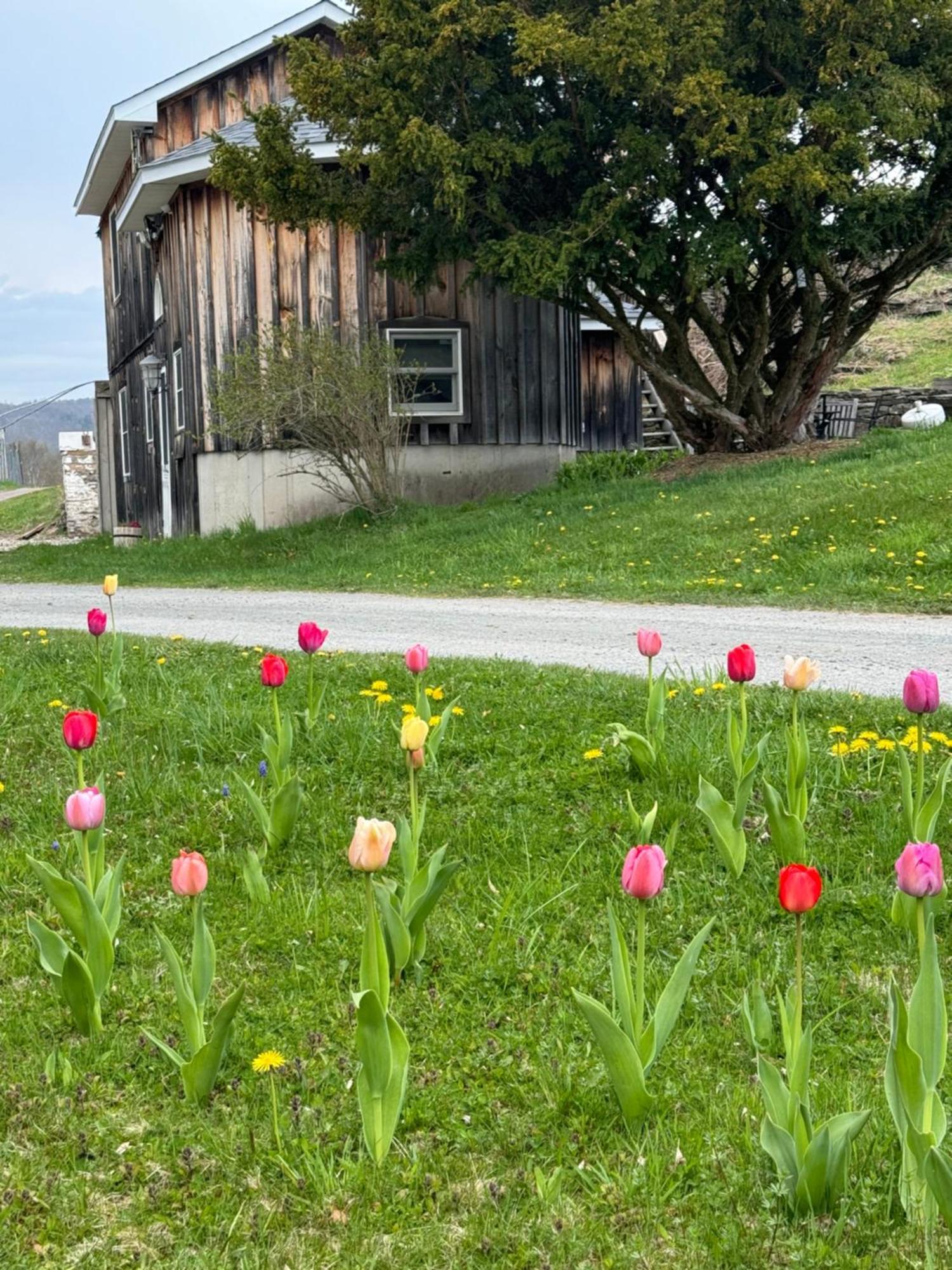 Idea Farm Ξενοδοχείο Callicoon Center Εξωτερικό φωτογραφία